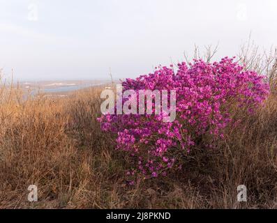 Blüten von Rhododendron dauricum. Beliebte Namen Rosmarin, maralnik. Russland. Wladiwostok. Russische Insel. Hochwertige Fotos Stockfoto