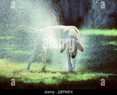 Ein Hund und ein Rasensprenger Stockfoto