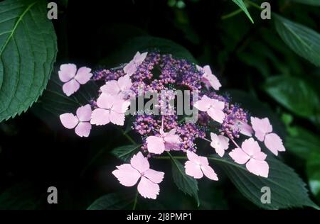 HORTENSIEN MACROPHYLLA 'BLUE WAVE' (LACECAP HORTENSIEN) Stockfoto