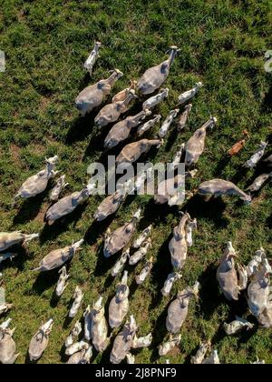 Draufsicht auf die nellore-Rinderherde auf der grünen Weide in Brasilien Stockfoto