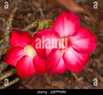 Atemberaubende, lebhafte rote und weiße Blüten der afrikanischen Wüstenrose, Adenium obesum, trockenheitstoleranter Sukulentstrauch, auf braunem Hintergrund Stockfoto