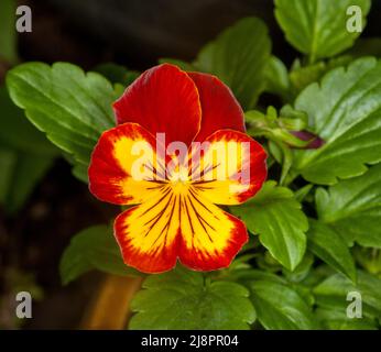 Schöne lebendige rote und gelbe Blume von Stiefmütterchen / Viola, eine jährliche Gartenpflanze, auf dem Hintergrund von leuchtend grünen Blättern Stockfoto