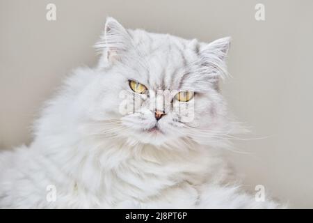 Porträt einer britischen Langhaar-weißen Katze auf beigem Hintergrund. Nahaufnahme Stockfoto