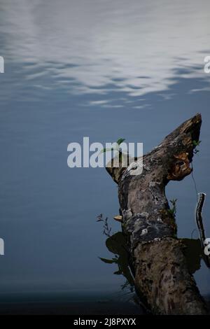 Konzeptuelle Naturfotografie