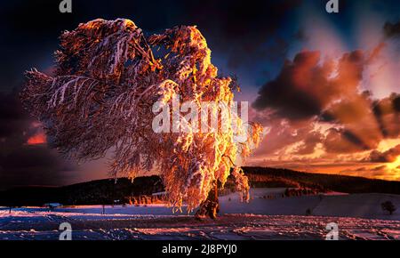 Verschneite Windbuche, gemeine Buche (Fagus), im Abendlicht auf dem Schauinsland, Winter, Schwarzwald, Baden-Württemberg, Deutschland Stockfoto