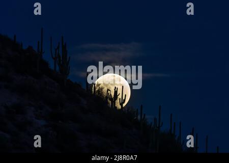 Der Saguaro Kaktus wird durch den aufgehenden Vollmond in der Sonoran-Wüste von Arizona geschildet. Dunkelblauer Himmel und wispige Wolken im Hintergrund. Stockfoto