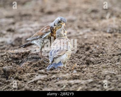 Soor fieldfare, Turdus pylaris, füttert das Küken mit Regenwürmern auf dem Boden. Ein erwachsenes Küken verließ das Nest, aber seine Eltern kümmern sich weiterhin um das Nest Stockfoto