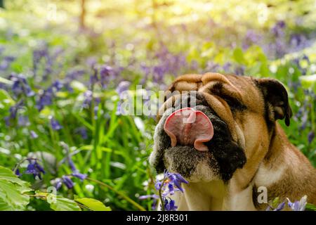Red English/British Bulldog Dog schaut nach oben, leckt seine Zunge aus und sitzt in den Bluebells am heißen sonnigen Frühlingstag Stockfoto