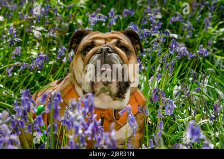 Red English/British Bulldog Dog schaut nach oben, leckt seine Zunge aus und sitzt in den Bluebells am heißen sonnigen Frühlingstag Stockfoto