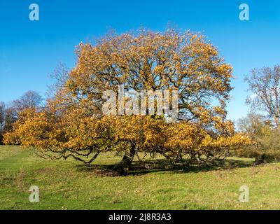 Große reife englische Eiche in Herbstfarbe mit klarem blauen Himmel dahinter, England, UK Stockfoto