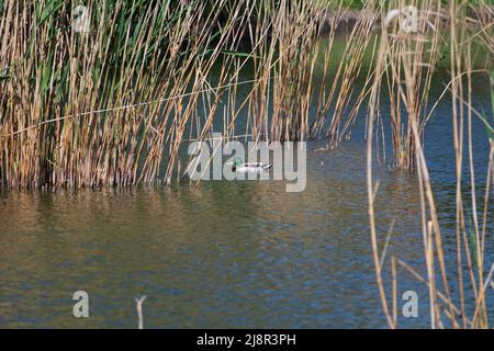 Mallard Entenmännchen schwimmt auf dem See unter dem Schilf Stockfoto