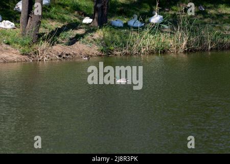 Mallard Entenmännchen schwimmen in der Nähe des Seeufers im Park. Stumme Schwäne ruhen im Schatten am Ufer des Sees Stockfoto