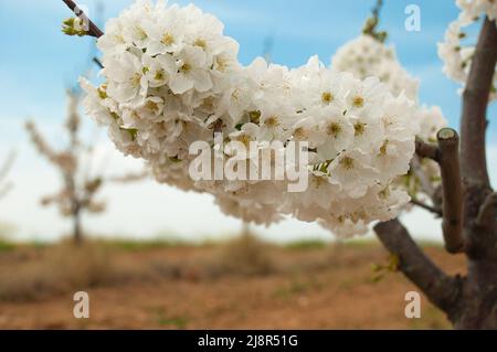 Schöne Frühlingskirschblüten mit Honigbiene zur Bestäubung, weiße Blüten, Sorte von Napoleon in Manisa, Türkei. Selektiver Fokus. Stockfoto