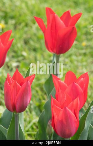 Lily Blühte Tulpen Tulipa 'Red Shine' Tulpe Stockfoto