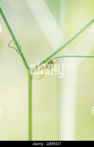 Cricket-bat Orb Weaver - Mangora acalypha, schöne kleine Spinne aus europäischen Wiesen und Wiesen, Estern Rodopes Berge, Bulgarien. Stockfoto