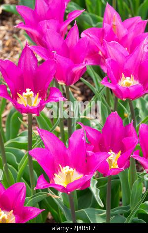 Lily Group Tulips 'Purple Dream' Tulip, Tulipa Stockfoto