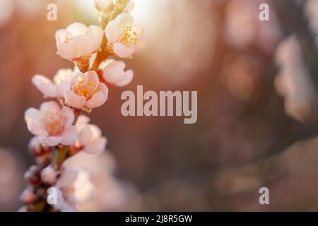 Blumen des Mandelbaums gegen den Sonnenuntergang. Wunderschöne Naturszene mit blühendem Baum und Sonnenstrahlen. Frühlingsblumen. Wunderschönes Orchard. Frühling Stockfoto