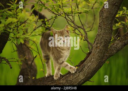 Eine wunderschöne Schildkrötenkätzin spaziert auf einem Baum in einem Frühlingsgarten. Stockfoto