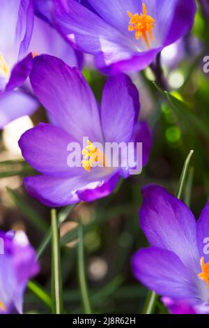 Schöne violette Krokus blüht im Gras Stockfoto