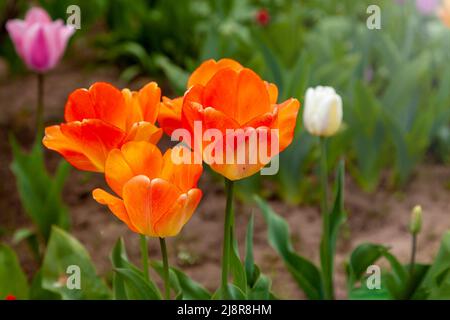 Im Garten wachsen orange-rote Tulpen mit großen Knospen. Stockfoto