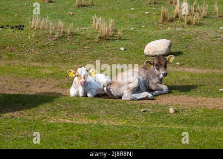 Kühe auf einer Weide im Karakol-Tal in Kirgisistan Stockfoto