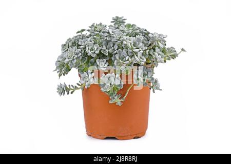 Eingetopfte Steinekropfpflanze „Sedum spathulifolium Cape Blanco“ auf weißem Hintergrund Stockfoto