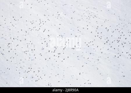 Tausende kleiner Auks, Alle alle, fliegen gegen einen schneebedeckten Berghang in Spitzbergen. Stockfoto