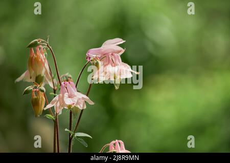 Einzugsgebiet oder Adler oder Aquilegia, eine Gattung krautiger Staudengewächse der Familie der Ranunculaceae. Mitglieder der Gattung sind im Norden beheimatet Stockfoto