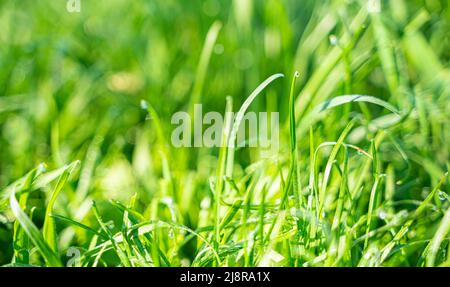 Frisches saftiges Gras im Sonnenlicht, Blendung und Tau-Tropfen. Wiese Sommerrasen. Stockfoto