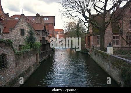 Canal alte Häuser im Zentrum von Brügge, mit zwei Enten auf dem Fluss Stockfoto