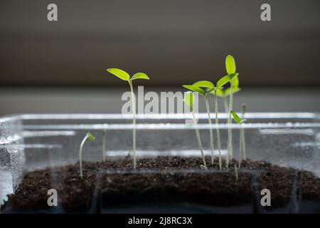 Baby Tomate Sprossen mit Wasser Tropfen schwarze Erde in Kunststoffbehälter. Gemüse zu Hause anbauen. Seitenansicht Stockfoto