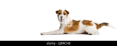 Kurzhaariger Jack russell Terrier Hund, posiert isoliert auf weißem Hintergrund. Konzept von Tier, Rasse, Tierarzt, Gesundheit und Pflege Stockfoto