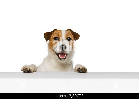 Halblanges Porträt von niedlichen Jack russell Terrier Hund Blick auf Kamera isoliert auf weißem Hintergrund. Konzept von Tier, Rasse, Tierarzt, Gesundheit und Pflege Stockfoto