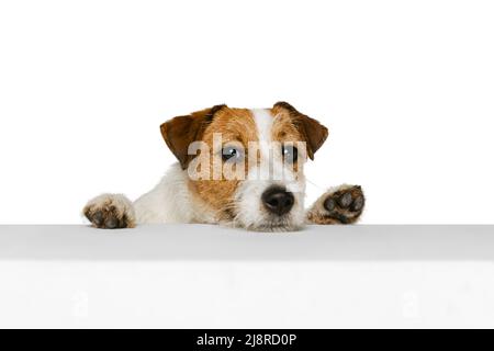 Halblanges Porträt von niedlichen Jack russell Terrier Hund Blick auf Kamera isoliert auf weißem Hintergrund. Konzept von Tier, Rasse, Tierarzt, Gesundheit und Pflege Stockfoto