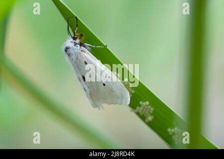 Eine Muslin-Ermine (Diaphora mendica)-Motte, weiblich, auf einem Knoblauchblatt mit ihren Eiern im späten Frühjahr. Stockfoto