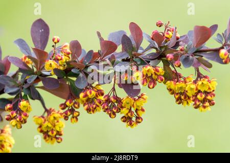 Berberis x ottawensis,Berberis auricoma,Berberis x ottawensis auricoma,Japanische Berberbeere,Berberbeere,Ottawensis Nahaufnahme blüht Stockfoto