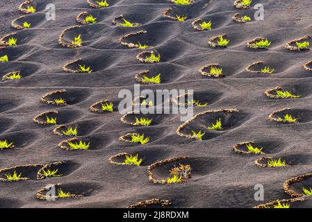 Nahaufnahme der Reben in La Geria Caldereta, Naturpark Los Volcanes, Lanzarote, Spanien Stockfoto