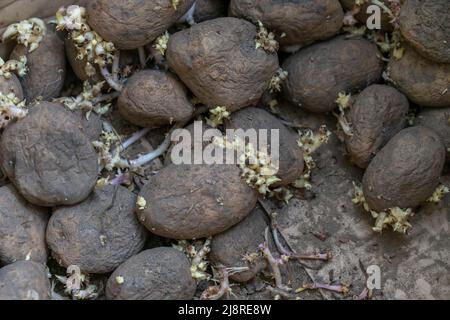 Gekeimte Kartoffelknollen aus der Nähe, unsachgemäße Lagerung von Gemüse Stockfoto