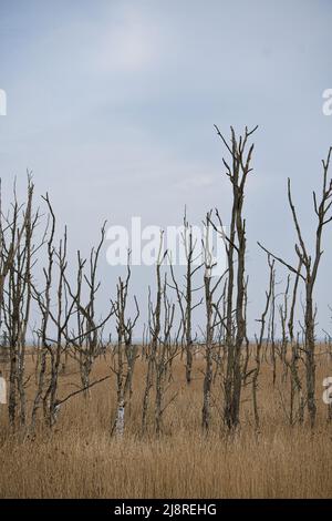 Tote Bäume an der Ostsee. Toter Wald. Beschädigte Vegetation. Nationalpark mit sterbendem Ökosystem. Landschaftsfoto der Natur. Stockfoto