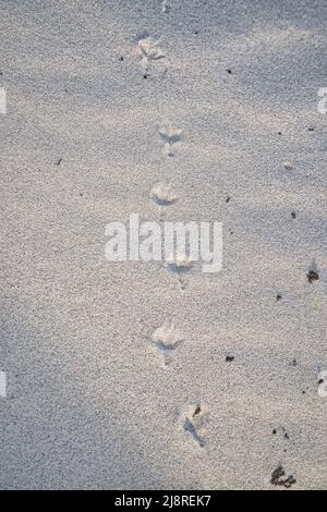 Vogelweg am Strand der Ostsee. Fußabdruck der Vögel. Tierfoto aus der Natur Stockfoto