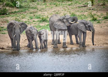 Herde Elefanten Kunst Wasser Rand trinken Stockfoto