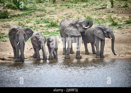 Herde Elefanten Kunst Wasser Rand trinken Stockfoto