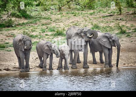 Herde Elefanten Kunst Wasser Rand trinken Stockfoto