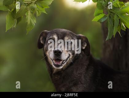 Nahaufnahme Foto liebenswert Mongrel Hund. Art Foto Hund Stockfoto