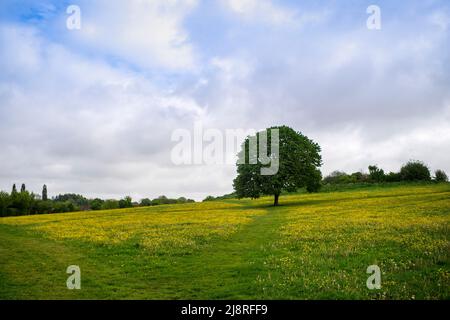 Wild Meadow auf dem alten Showgelände, Frome, Somerset Stockfoto