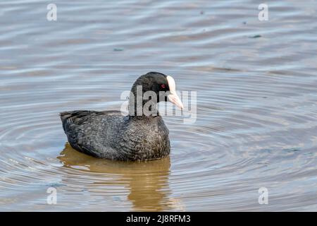 Coot, Fulica atra, schwimmt auf dem Frischwasser-Marsch im Titchwell RSPB Reserve. Stockfoto