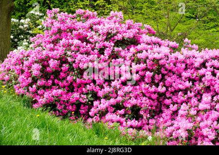 Rhododendron 'Vater Böhlje' rosa blühender Strauch, volle Blüte Stockfoto