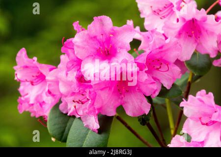 Rhododendron 'Vater Böhlje' Nahaufnahme rosa Blüten Stockfoto