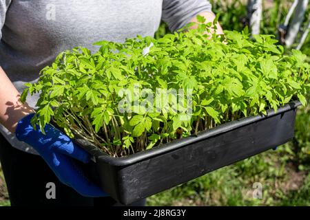 Eine Frau hält einen Behälter mit grünen Tomatenpflanzen in den Händen. Landevorbereitung. Stockfoto