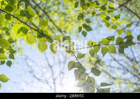 Frische grüne Birkenblätter auf dünnen Zweigen im Wald. Strahlend warmer Tag. Hintergrund Stockfoto